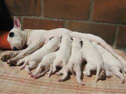 HERMOSOS CACHORROS BULL TERRIER Medellin, Colombia