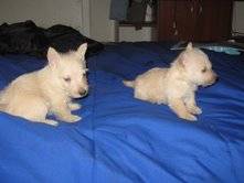 Scottish Terrier Trigo Bogota, Colombia