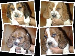 Vendo espectaculares cachorros Basset Hound Cali, Colombia
