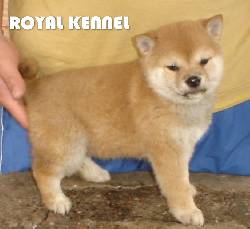 CACHORROS SHIBA INU  DE ROYAL KENNEL BOGOTA, COLOMBIA