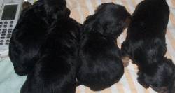 YORKSHIRE TERRIER Mlaga, Espaa
