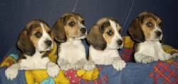 CACHORROS BEAGLE TRICOLOR BELLOS SANOS Y FUNCIONALES!! bogota, colombia