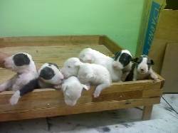 bullterrier armenia, colombia