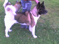 vendo perros akitas mocoa, colombia