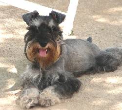 BUSCO NOVIA Bogot, Colombia