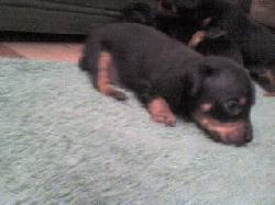 Hermosos Pincher doberman bogota, colombia
