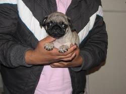 VENDO LINDA CACHORRA PUG PURA Bogota, Colombia