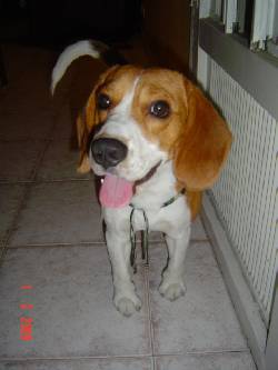 vendo beagle tricolor $300.000 negociables envigado, colombia