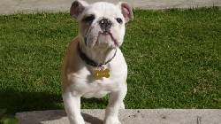 Venta de Bulldog Ingles Bogota, Colombia