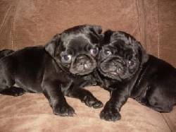 cachorros pug bogota, colombia