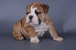 Bulldog Ingls cachorros Madrid, espana