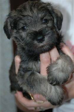 VENDO HERMOSO CAHORRITA SCHNAUZER BOGOTA, COLOMBIA