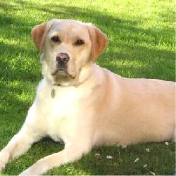 labrador busca novia labradora o una golden retriv cali, colombia
