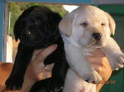vendo cachorros labraodres cali, colombia