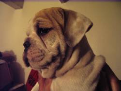 BULLDOG INGLES CACHORROS VENDO //ENVIOS// bogota, colombia
