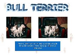 CACHORROS BULL TERRIER BLANCOS Y PIRATAS BOGOTA, COLOMBIA