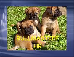 Bullmastiff  espectaculares y excelentes bogota, colombia