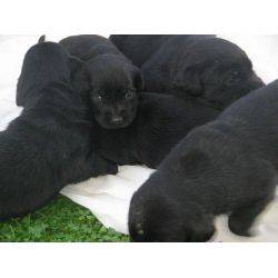 LABRADORES NEGROS 5 HERMOSOS Y LINDOS  CACHORROS D Bogota, Colombia