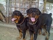 busco cambio de cachorro rotwailer cali, colombia