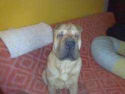 Servicio de stud, Shar pei busca novia buenos aires, Argentina