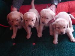 vendo cachorros labradores bogota, colombia