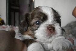 venta cachorro shitzu cali, colombia