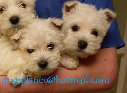 West higland white terrier cachorros westycriadero bogota, colombia