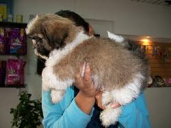 SHIH TZU CACHORROS GARANTIZADOS CON MICROCHIP BOGOTA, COLOMBIA
