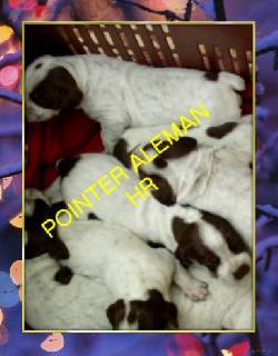 POINTER ALEMAN BRACO ALEMAN CACHORROS 0-> Y 0+ bogota, colombia