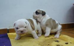 cachorros bulldog ingles medellin, colombia