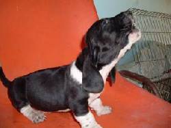 basset hound bogota, colombia