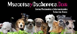 Peluquera Canina Medellin, Colombia