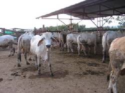 capacitacion en tecnologias agropecuarias ibague, colombia
