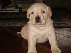LINDA PERRITA LABRADOR DORADO Bogota, Colombia