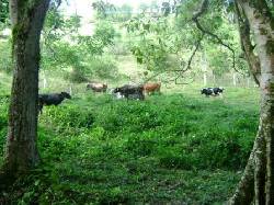 REPUBLICA DOMINICANA, Jamao al Norte, moca santo domingo, republica dominicana