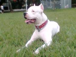 DOGO ARGENTINO PUROS!!vendo cahorroS cali, colombia