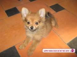 Pomeranios para la venta Medellin, Colombia