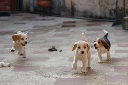 hermosos Beagle villavicencio, colombia