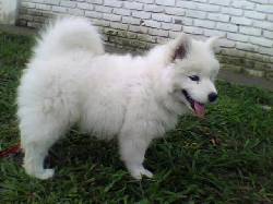 HERMOSOS CACHORRITOS SAMOYEDO IDEALES COMO MASCOTAS  CALI, COLOMBIA