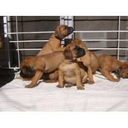 Bullmastiff hermosos baratos! cali, colombia