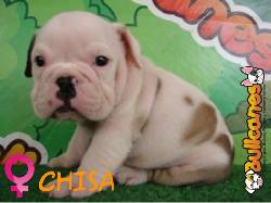 Bulldog encantadores para tu familia!! de Bullcane Medellin, Colombia