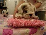 muy lindo bulldog ingles para adopcion adrian, estado unidos