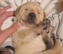 CACHORROS LABRADOR DORADOS $120.000!! bpgpta, colombia