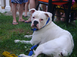 BUSCO PERRA BOXER PARA MONTA bogota, colombia