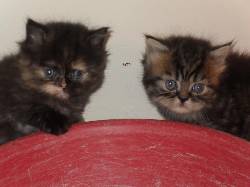 VENDO BEBES DE GATOS PERSAS DESDE $450.000 bogota d.c., colombia