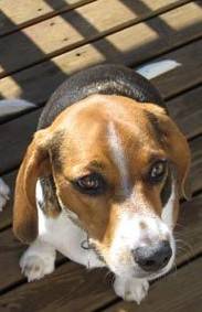 Perrita Beagle en venta Puerto Ordaz, Venezuela