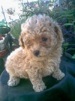 Hiper diminuta Cachorra de Caniche toy apricot  Buenos Aires, Argentina