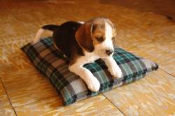 venta cachorros BEAGLE santander de quilichao, colombia