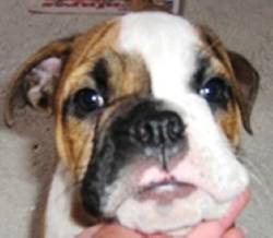 VENDO ESPECTACULAR CACHORRO BULLDOG INGLES bogota, colombia