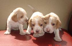 BEAGLE ESPECTACULARES LIMON  DE ROYAL KENNEL  BOGOTA, COLOMBIA